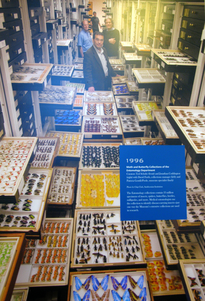 moth and butterfly collection
