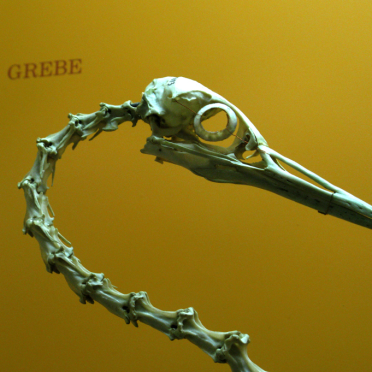 grebe