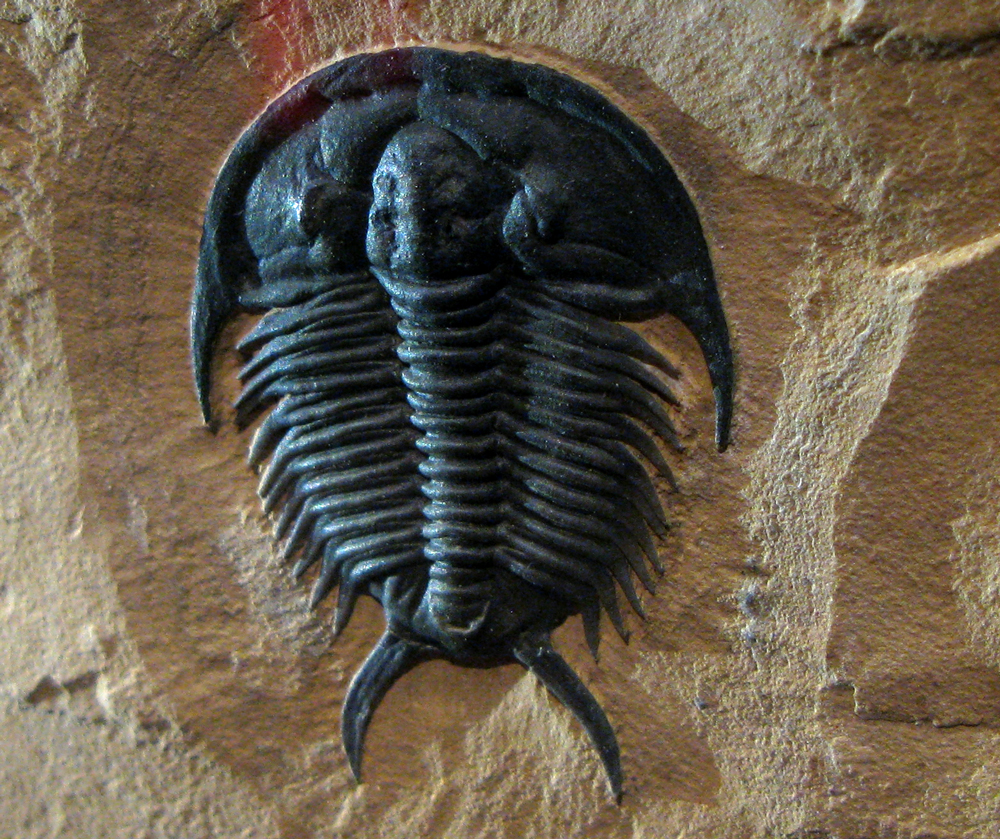 trilobite