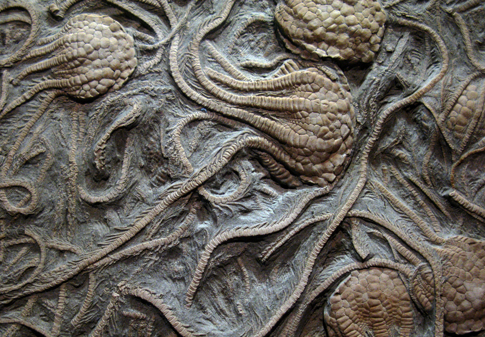 crinoid