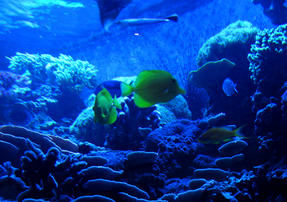 coral reef