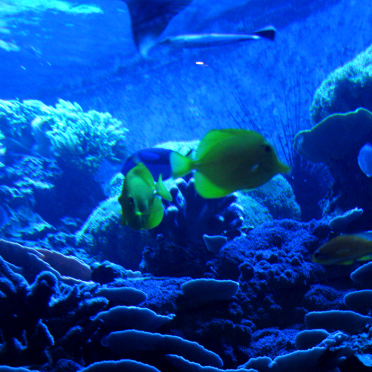 coral reef