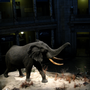 the elephant