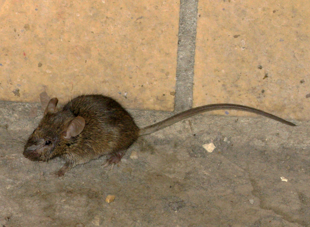 museum wildlife