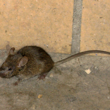 museum wildlife