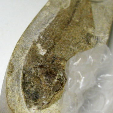 fossil fish