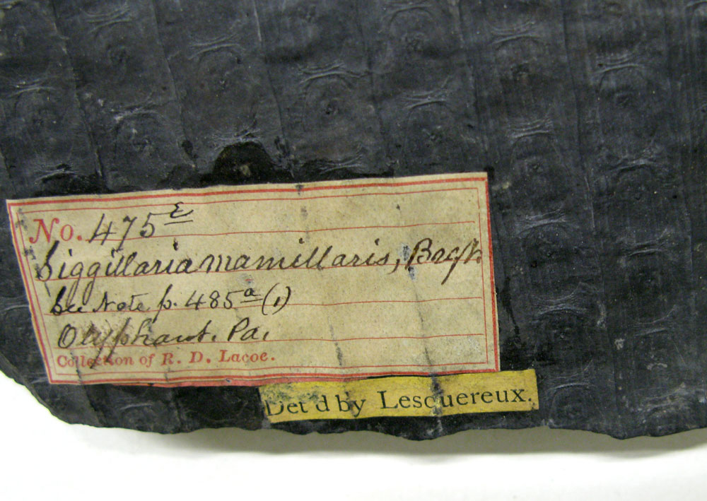 specimen