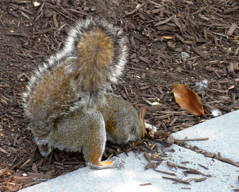 squirrel 