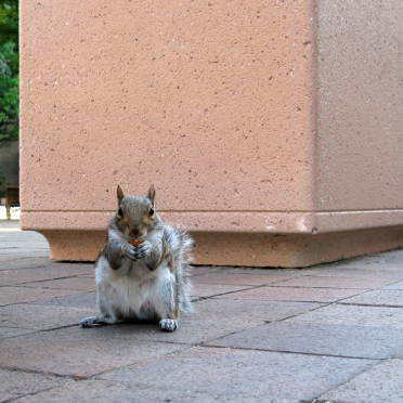 FBI squirrel