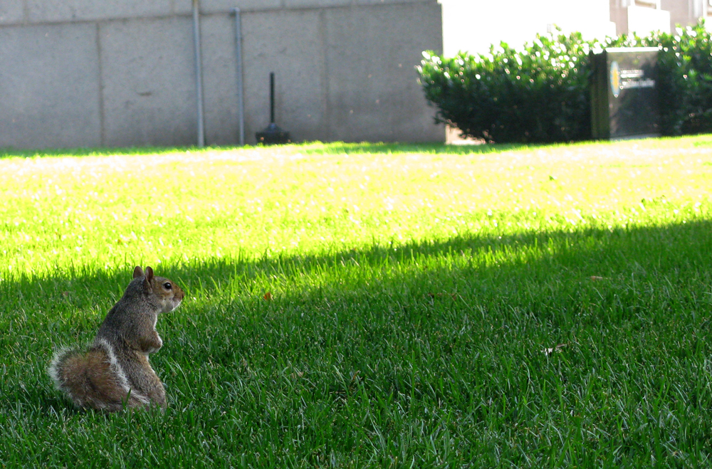 evening squirrel