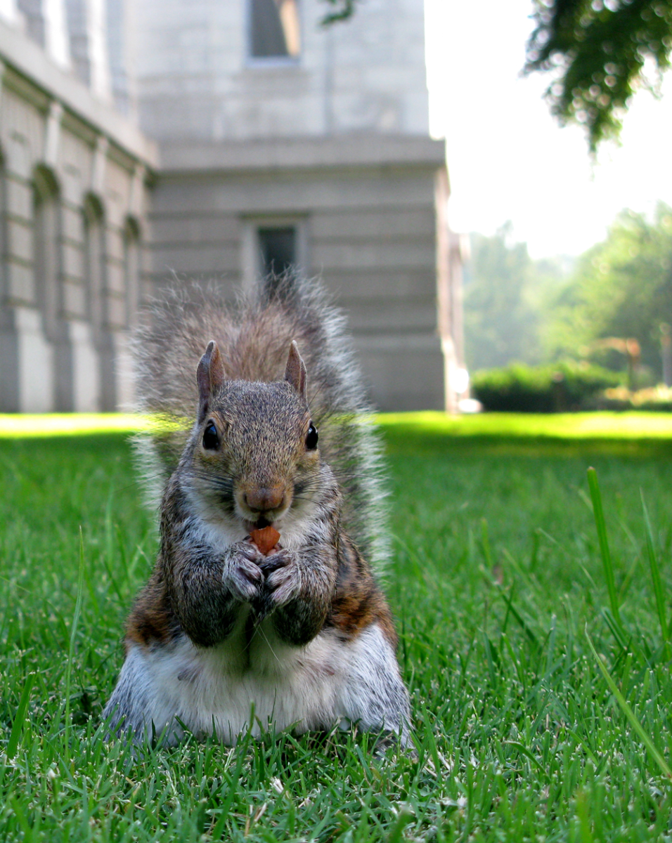 our squirrels