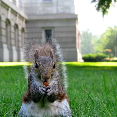 our squirrels