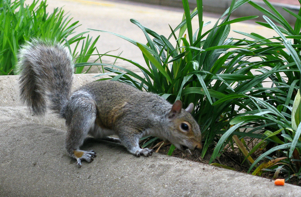 squirrel!