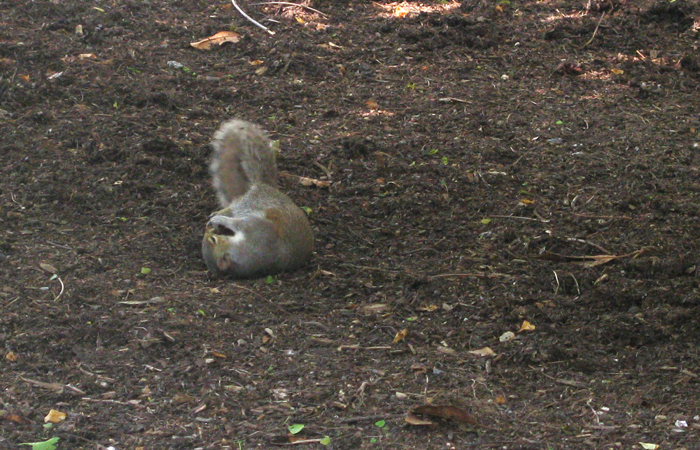 squirrel play