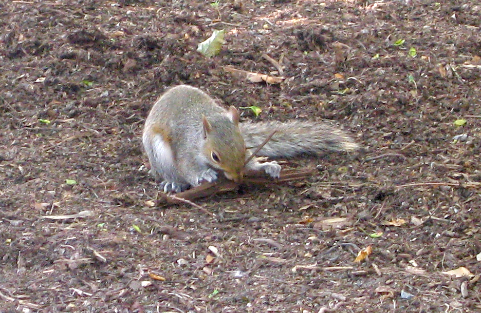 squirrel &amp; stick