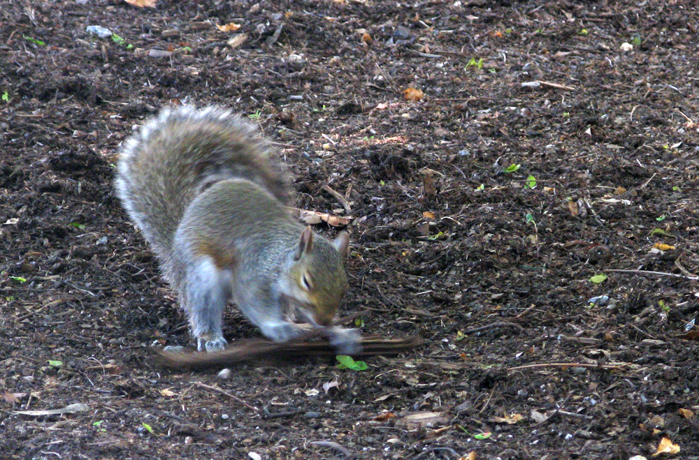 squirrel &amp; stick