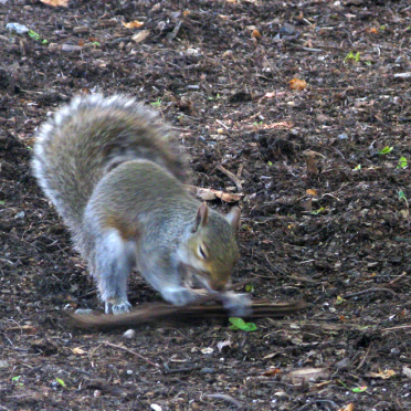 squirrel &amp; stick