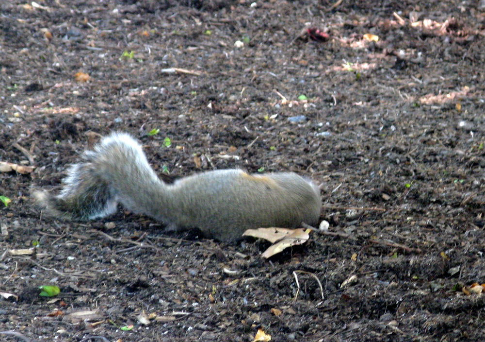 squirrel &amp; stick