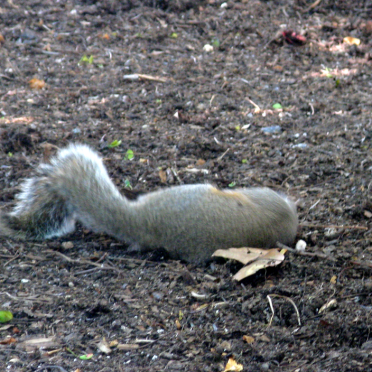 squirrel &amp; stick
