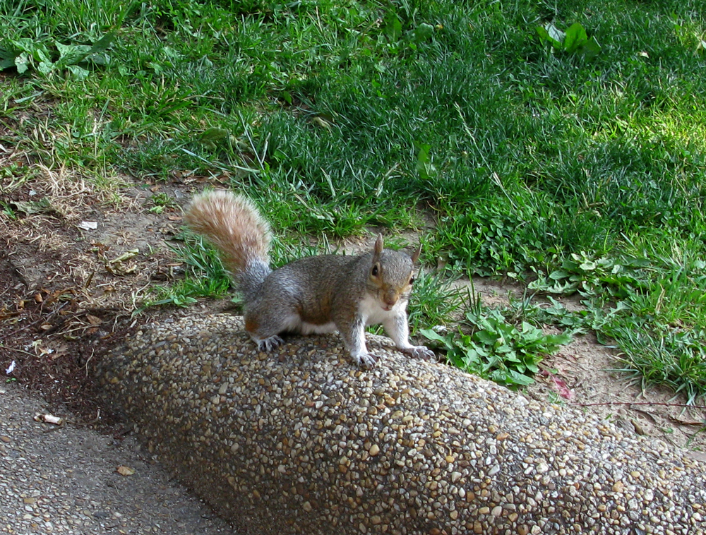squirrel