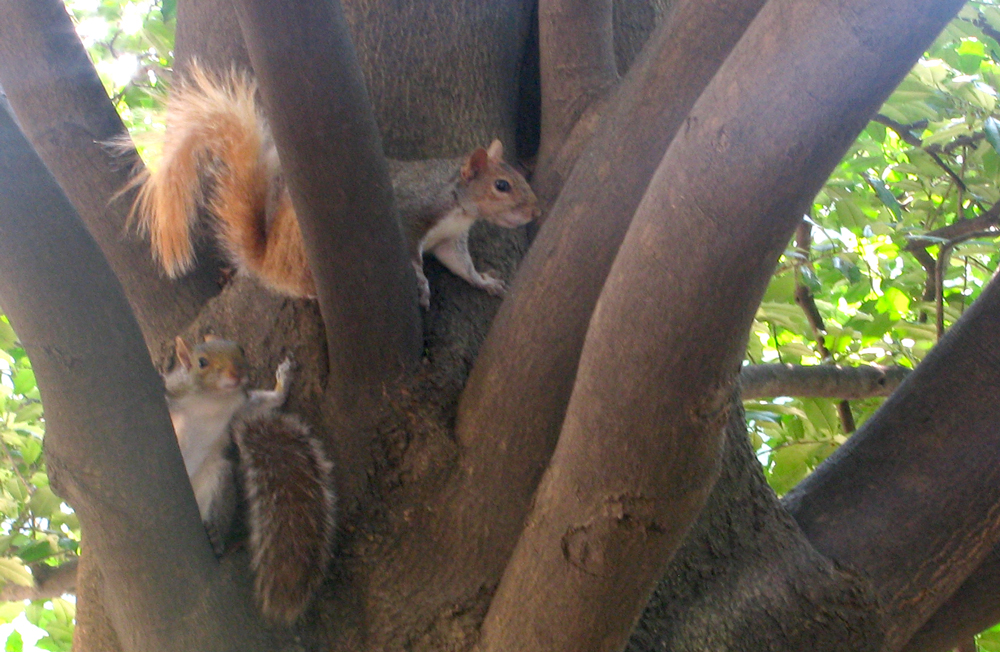 squirrely antics