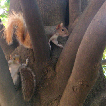 squirrely antics