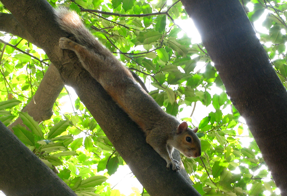 hanging out