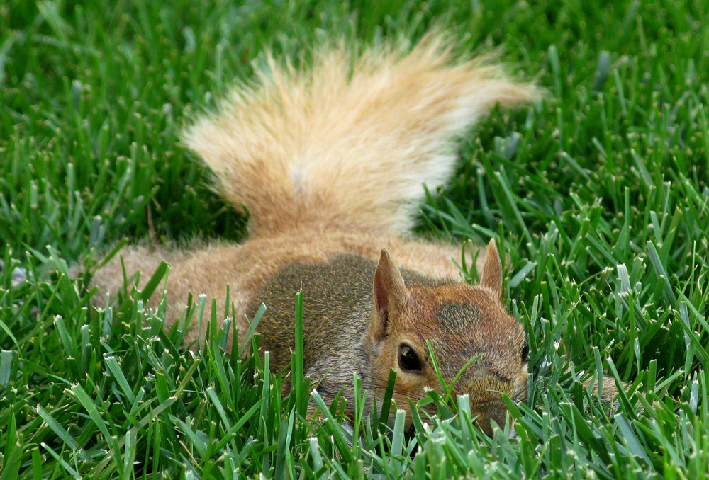 hot squirrel