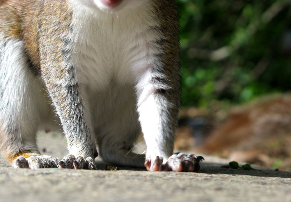 squirrel paws