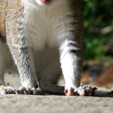 squirrel paws