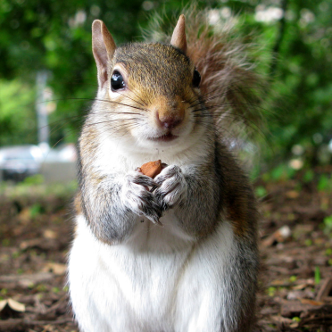 squirrels