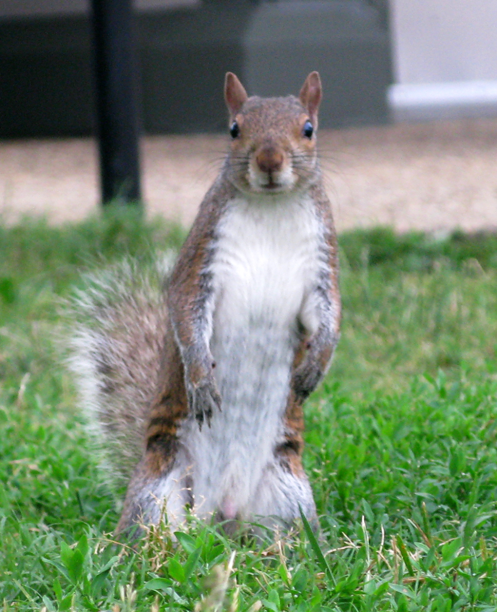 what!? almonds!?