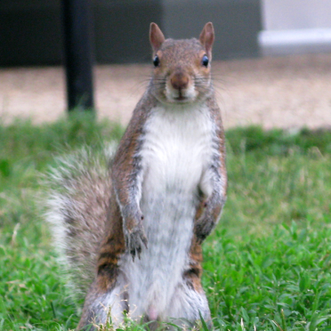 what!? almonds!?