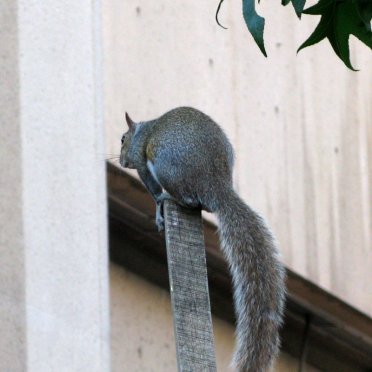 FBI-squirrel