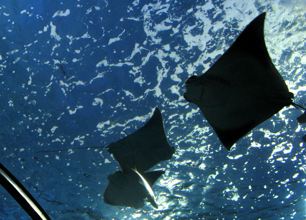 rays