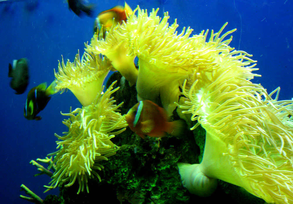 reef