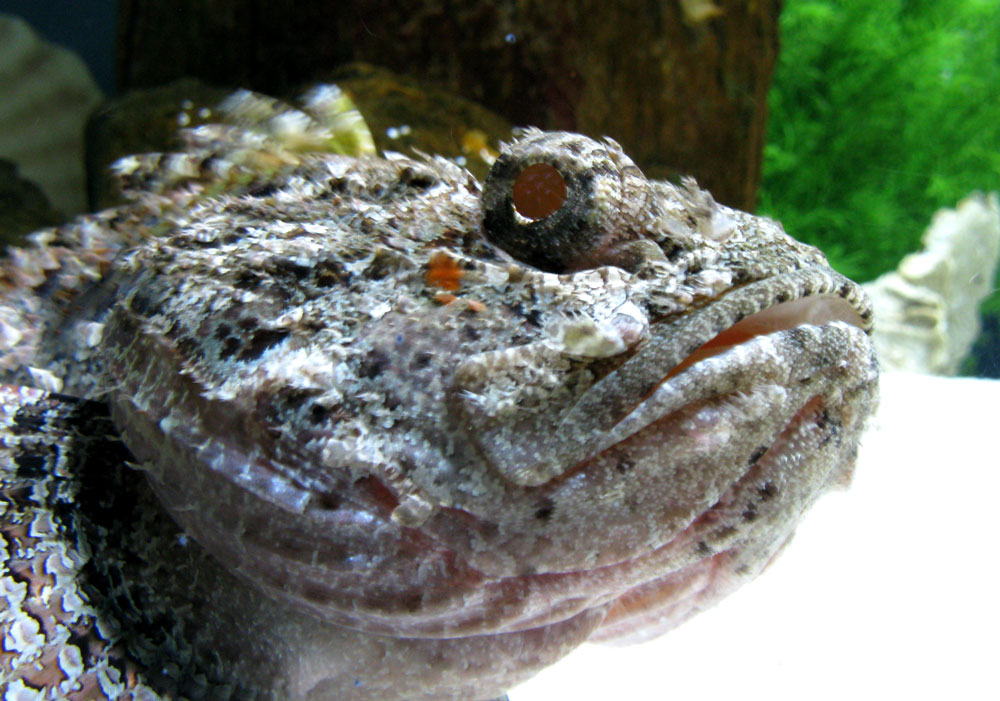 fish