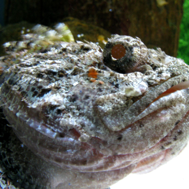 fish