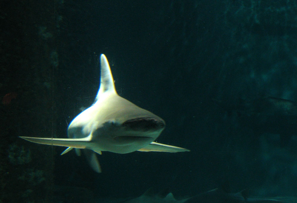 shark