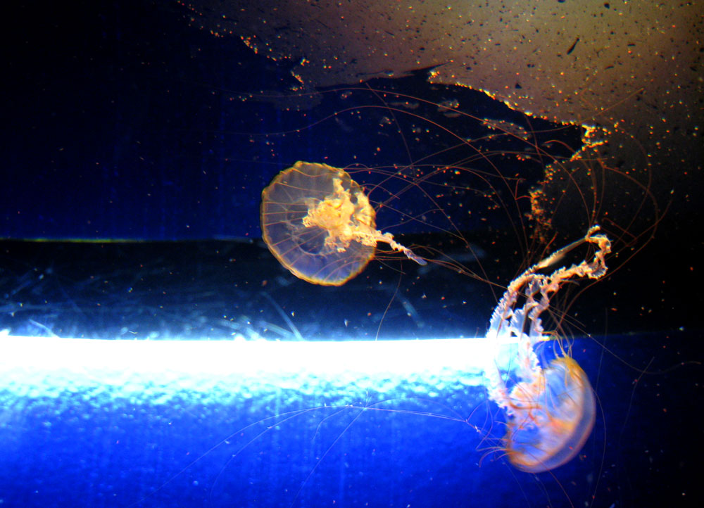 jellyfish
