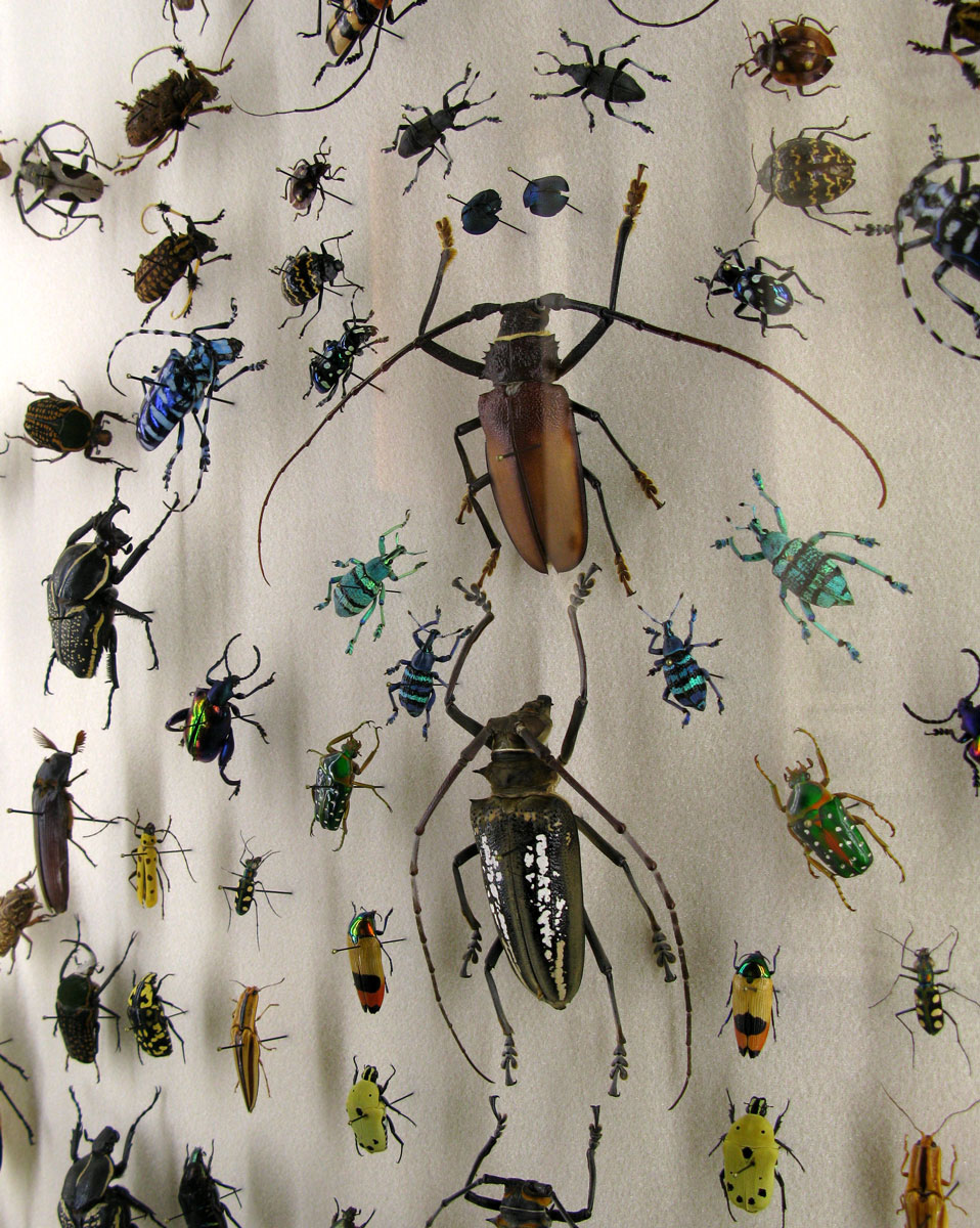 crawlies