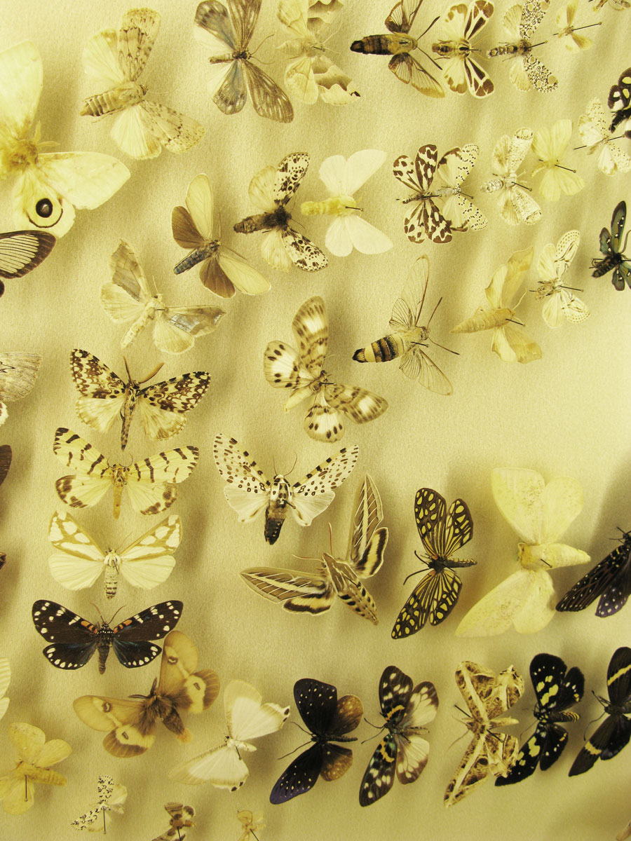 lepidoptera