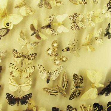 lepidoptera