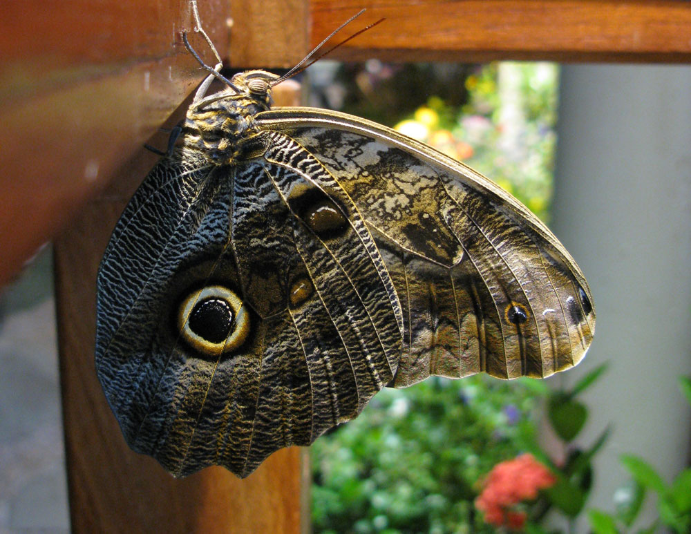 live butterflies