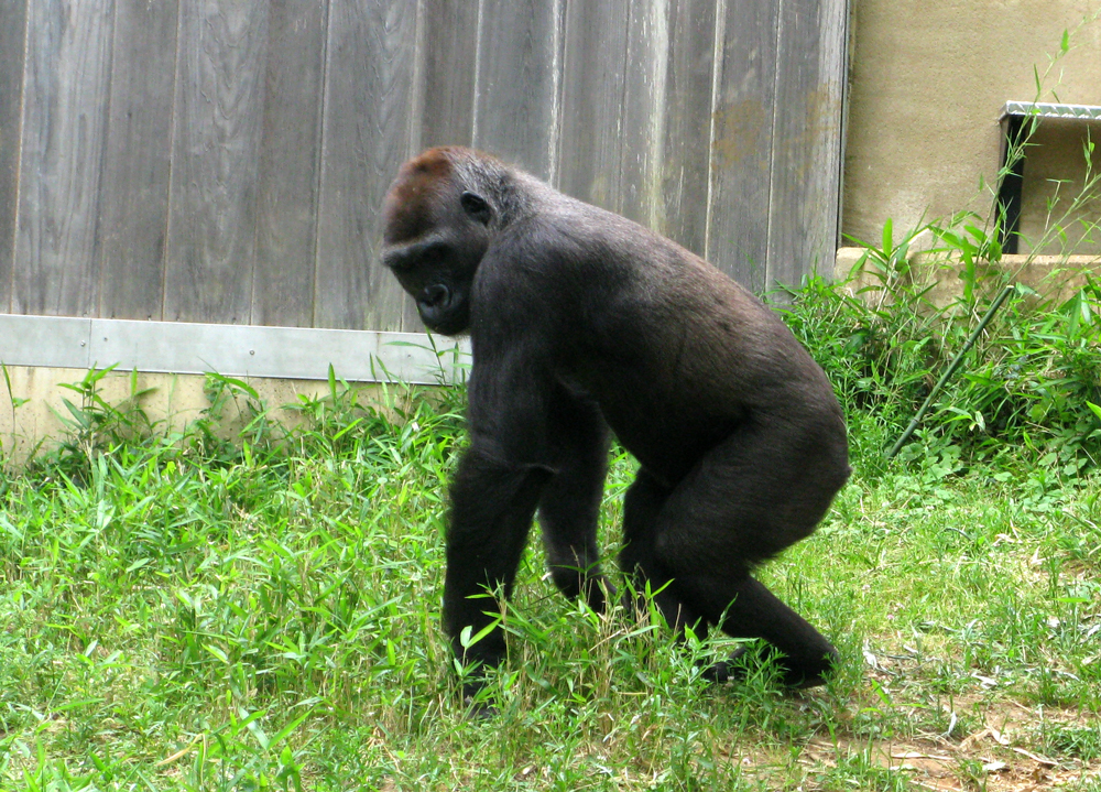gorilla