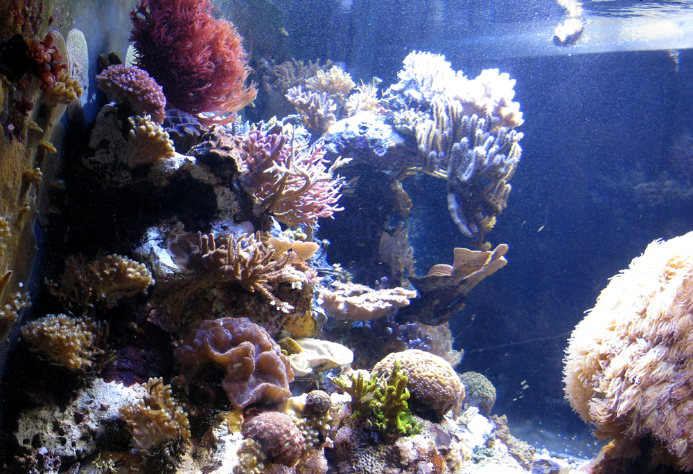 octopus's garden