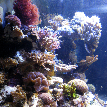 octopus's garden