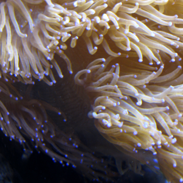 subsea