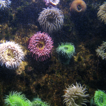 marine flowers