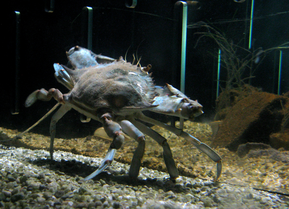 crab